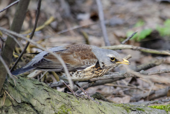 Fieldfare