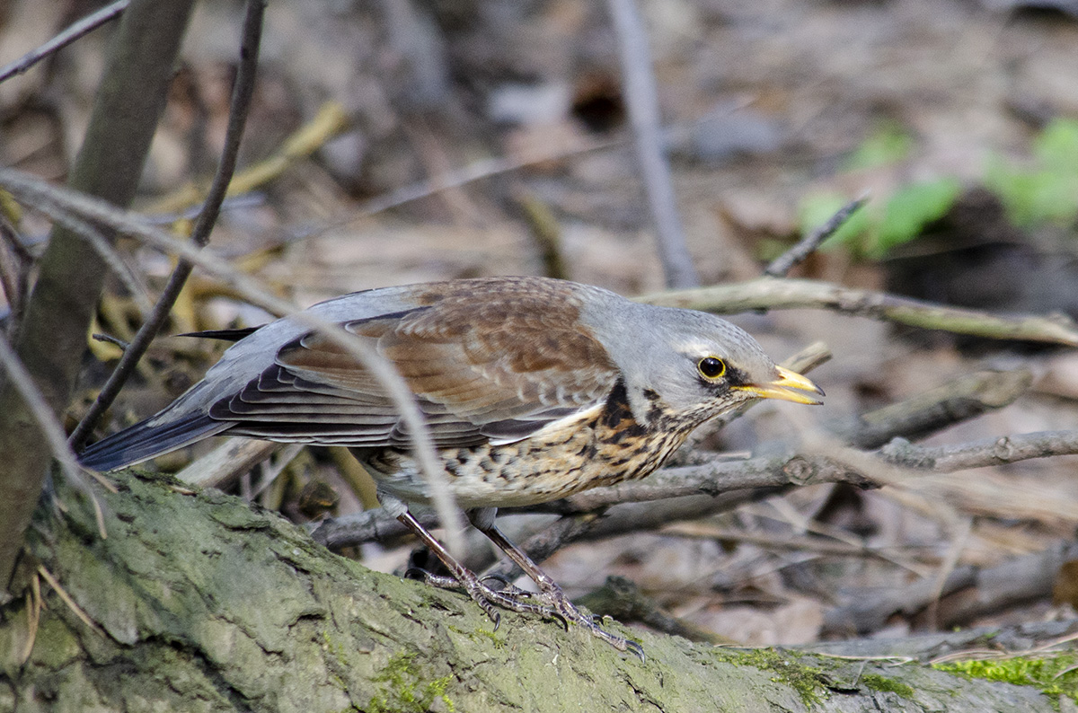 Fieldfare
