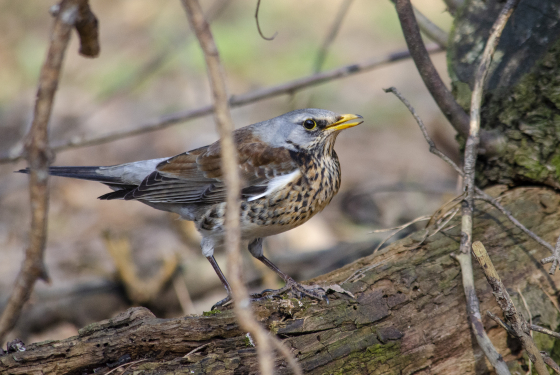 Fieldfare