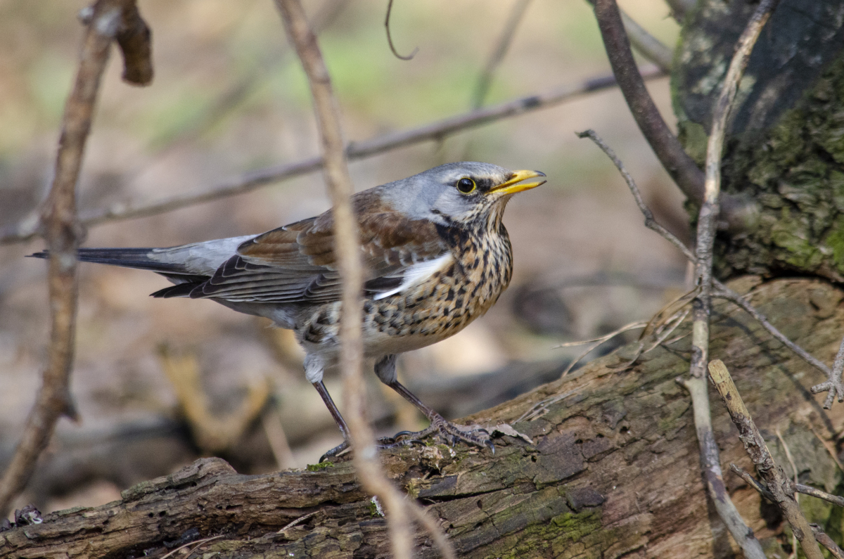 Fieldfare