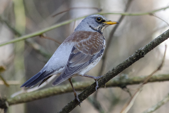 Fieldfare