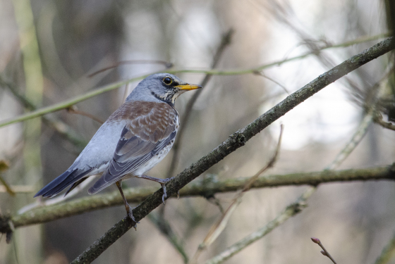 Fieldfare