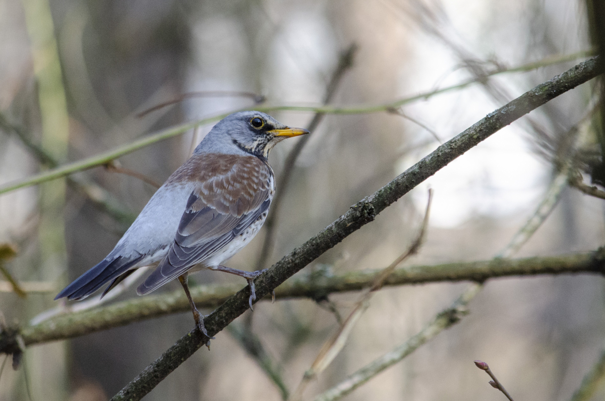 Fieldfare