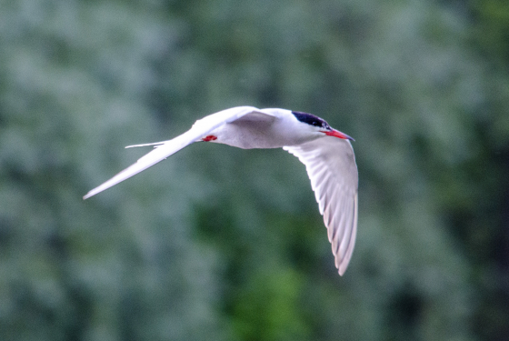Tern