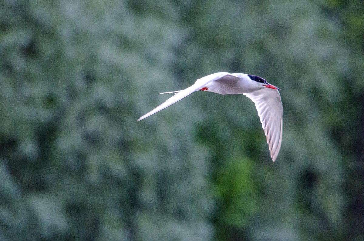 Tern