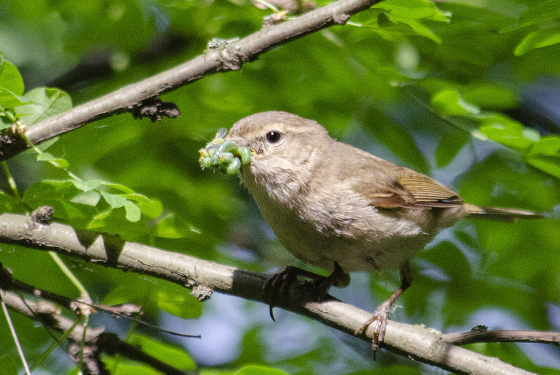 Common chiffchaff