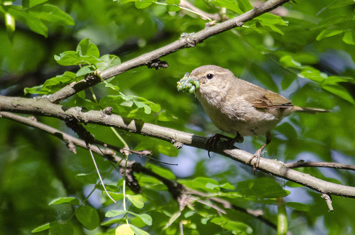 Common chiffchaff