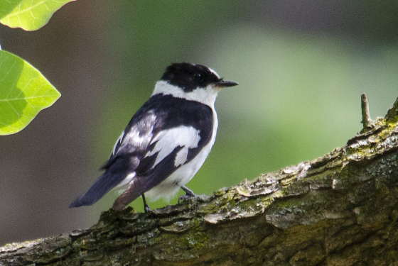 Collared flycatcher