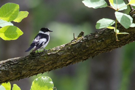 Collared flycatcher