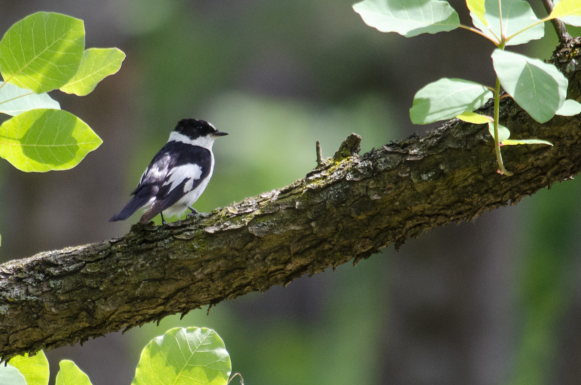 Collared flycatcher