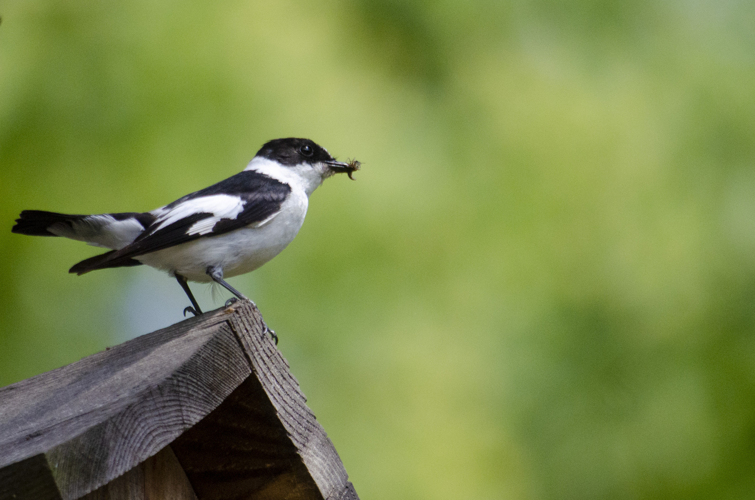 Collared flycatcher