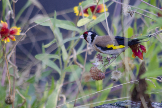 Goldfinch
