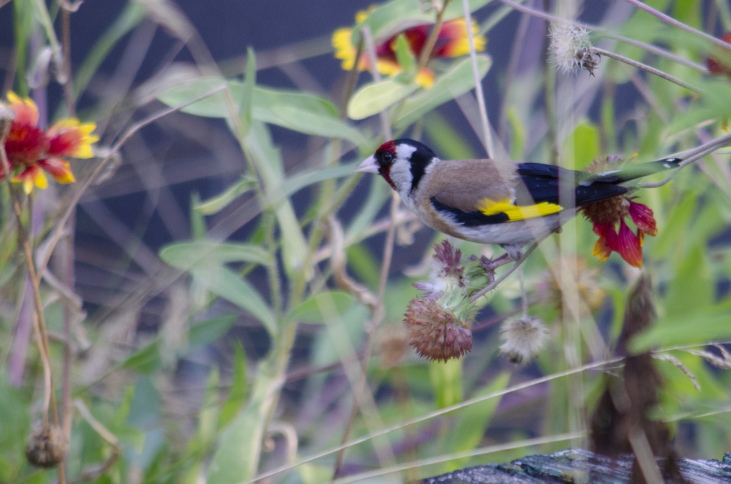 Goldfinch