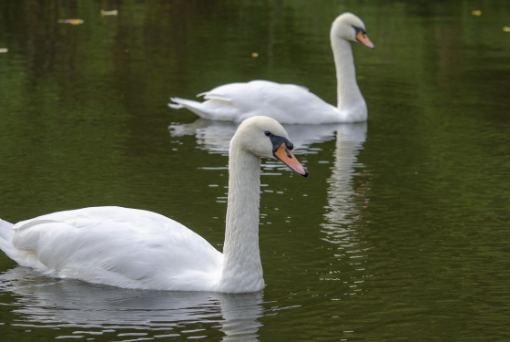 Mute swan