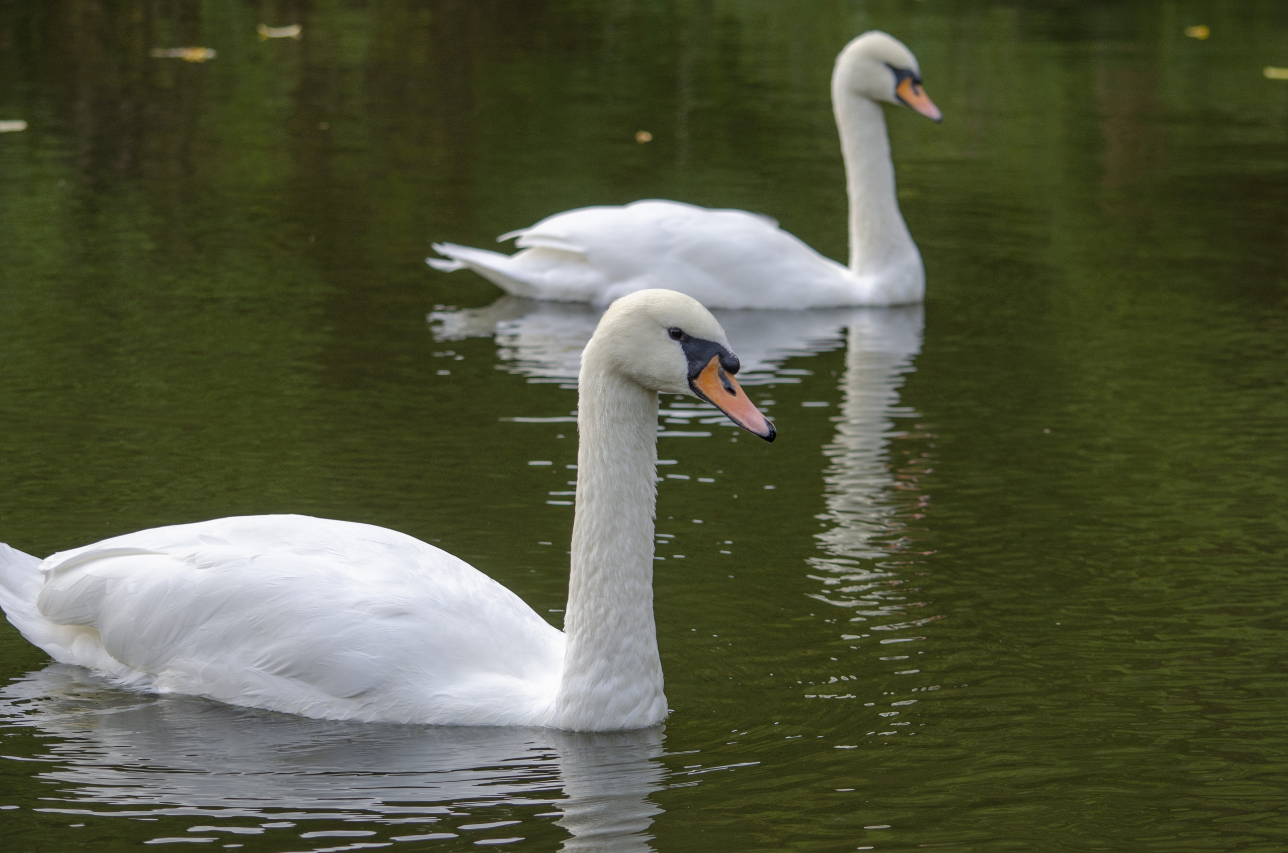 Mute swan