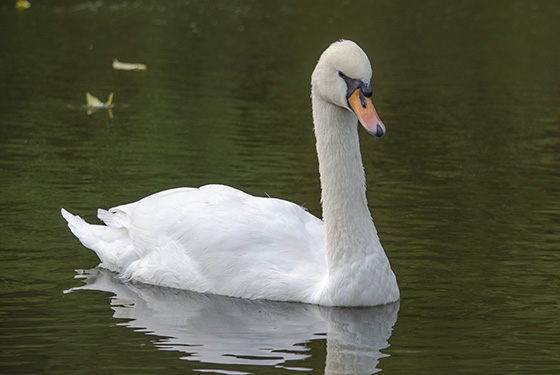Mute swan