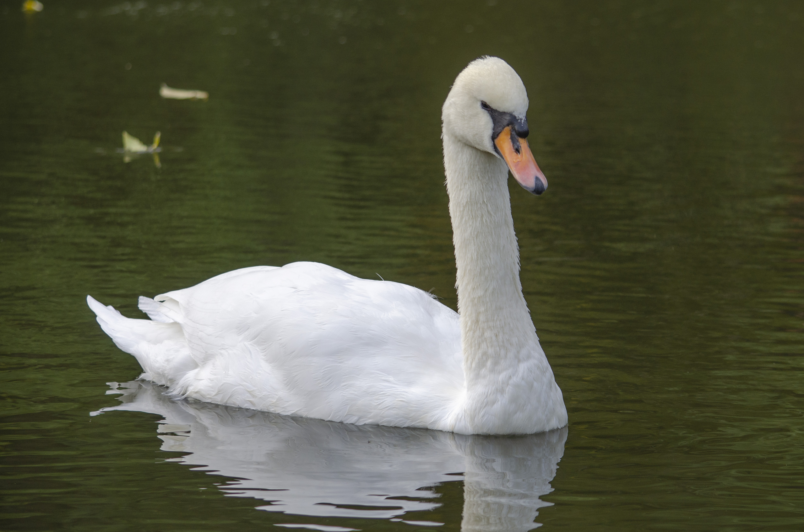 Mute swan
