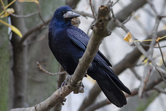 Rook