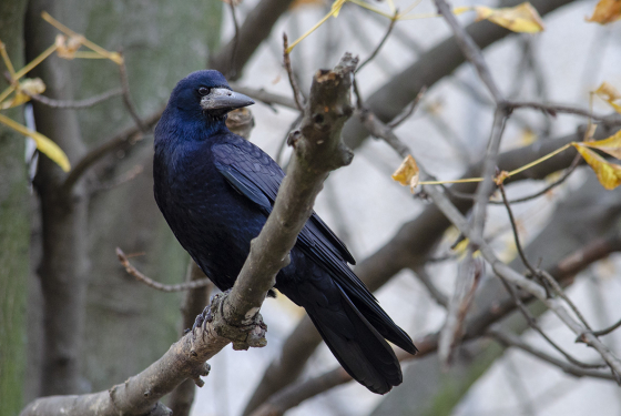 Rook