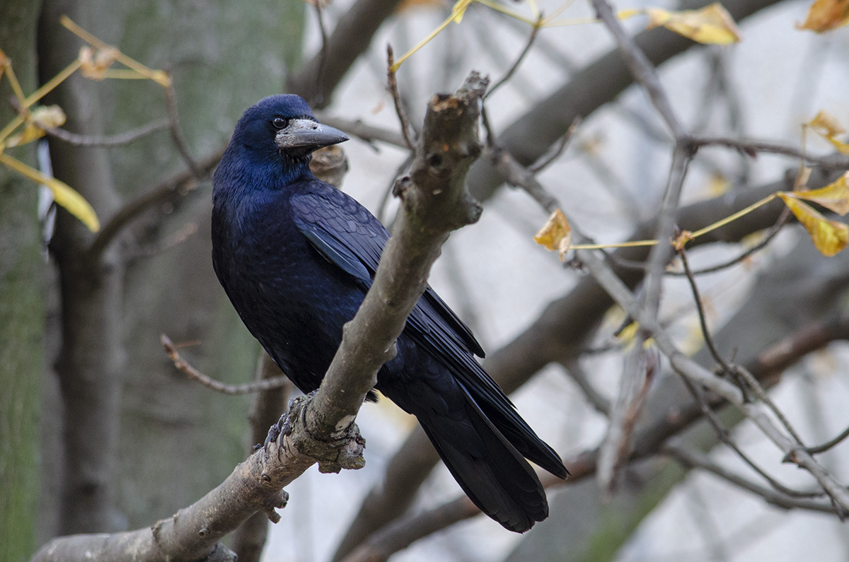 Rook