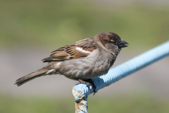 House sparrow