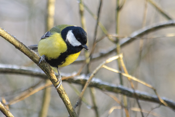 Great Tit