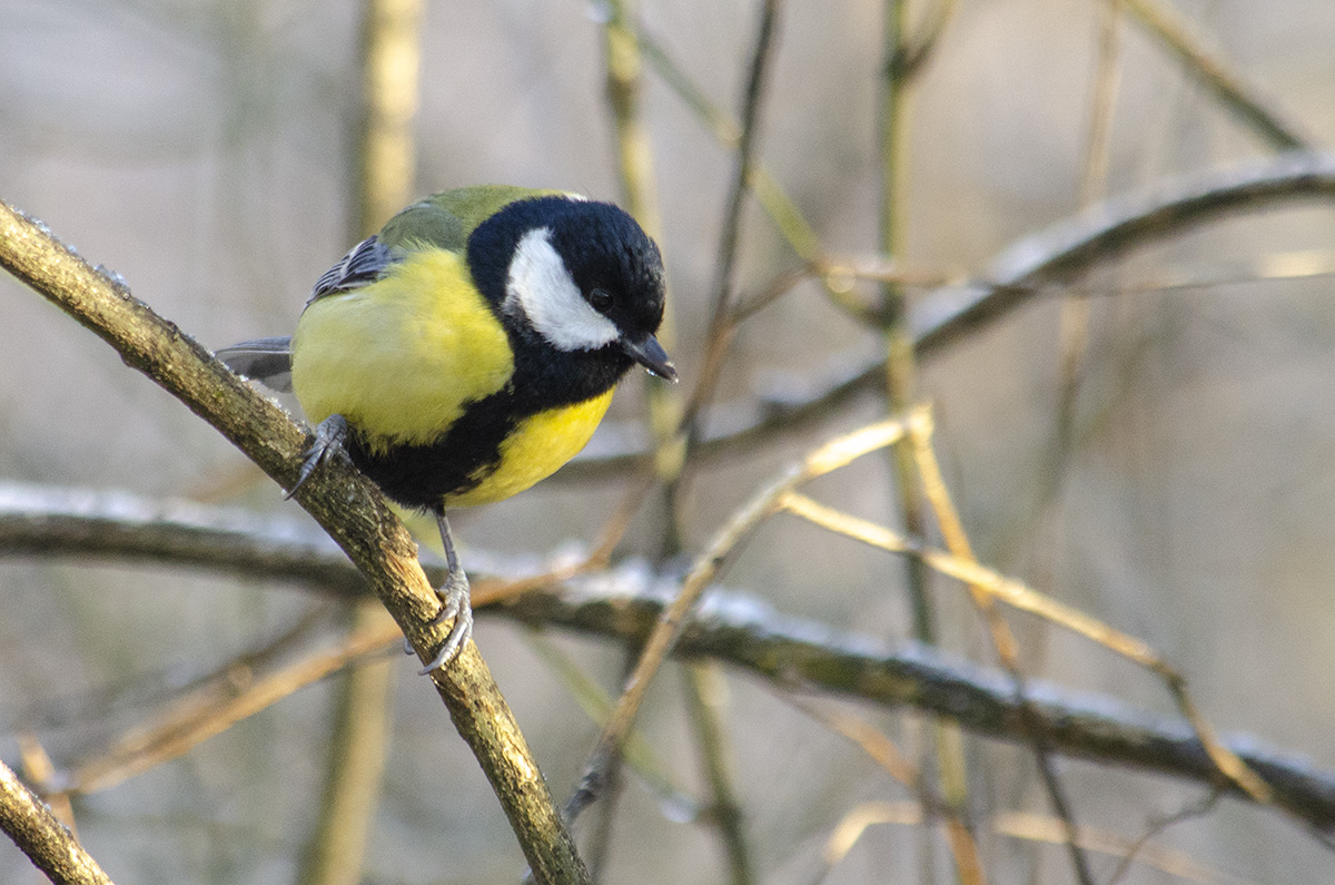 Great Tit