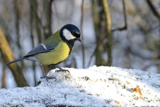 Great Tit