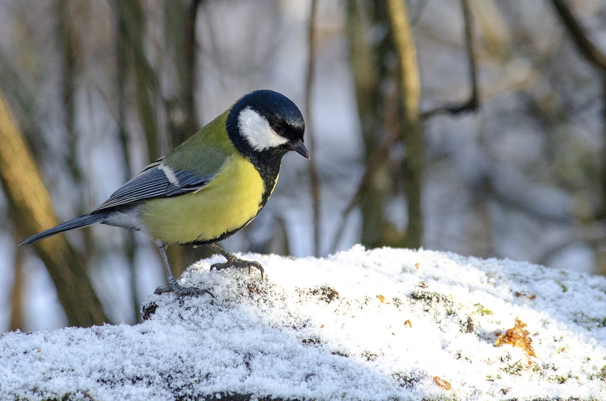 Great Tit