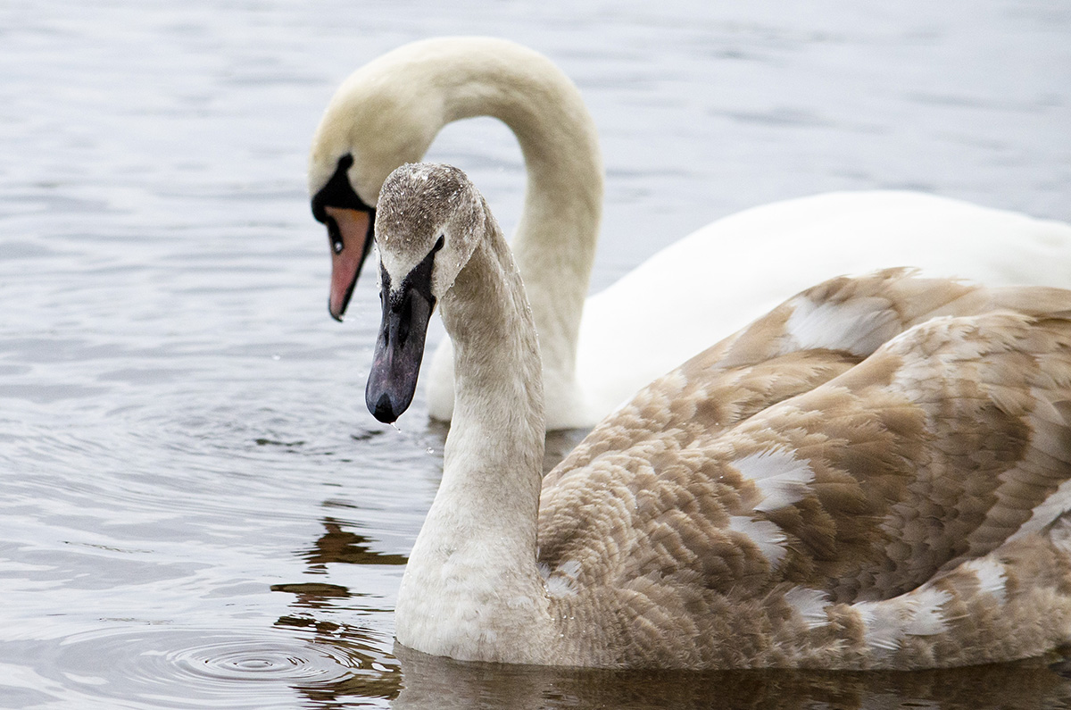 Mute swan (Immature)