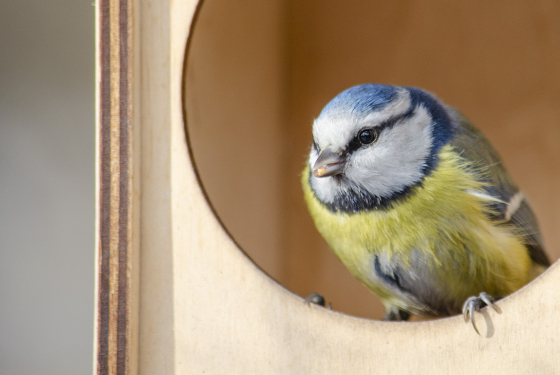 Eurasian blue tit
