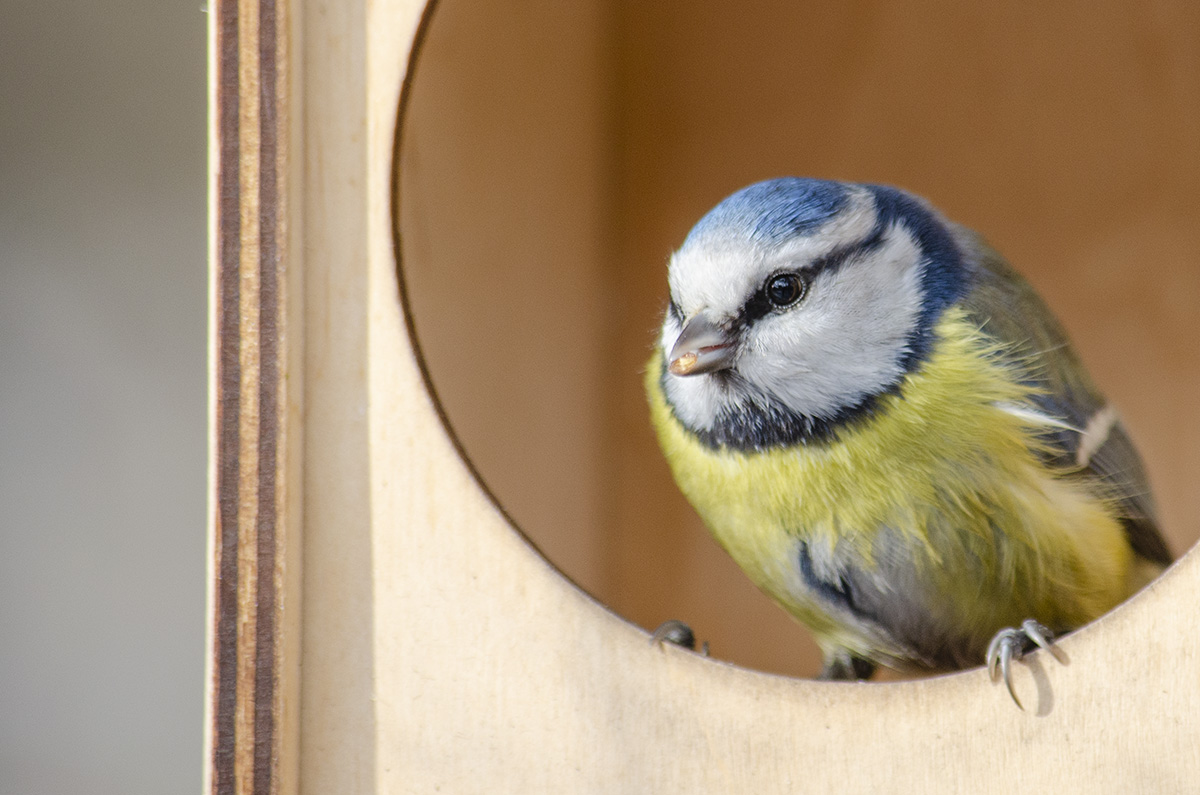 Eurasian blue tit