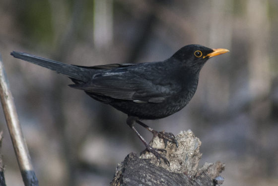 Blackbird