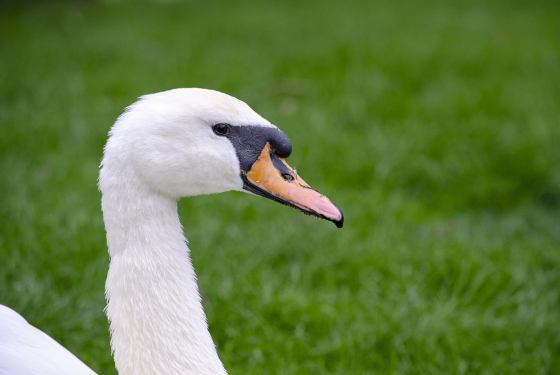 Mute swan