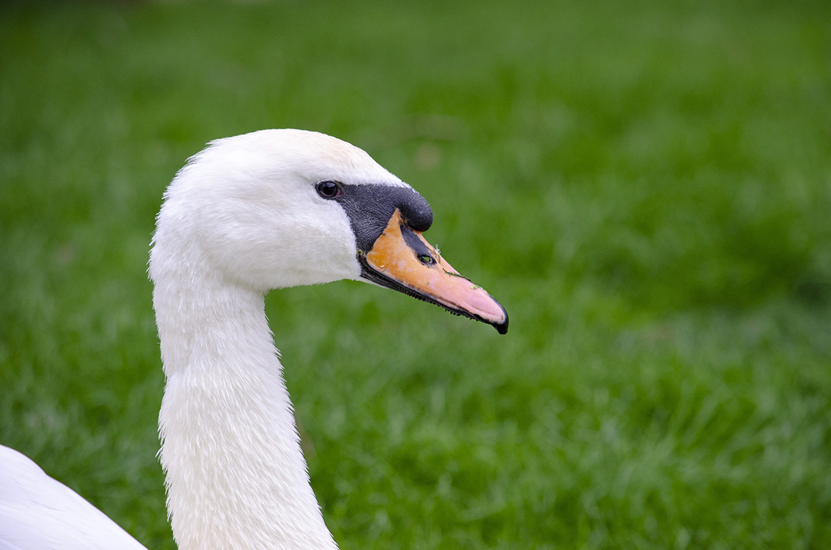 Mute swan