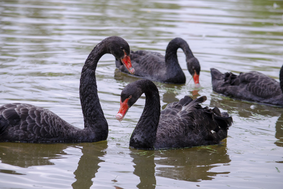 Black swan