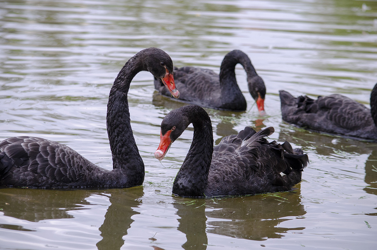 Black swan