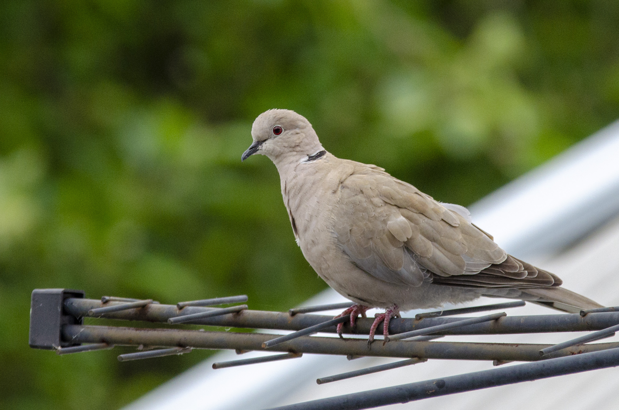 Collared Dove