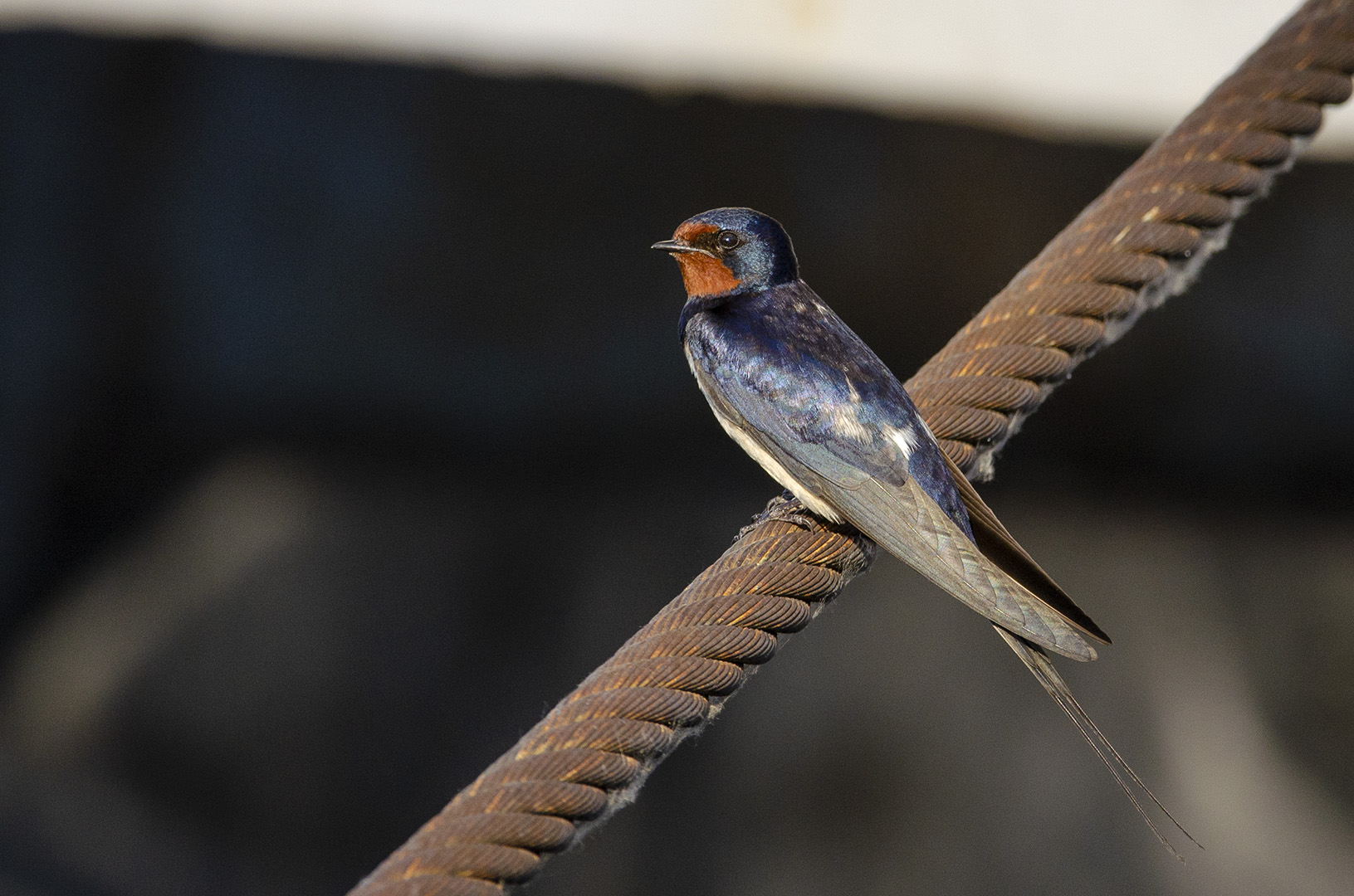 Hirundo rustica