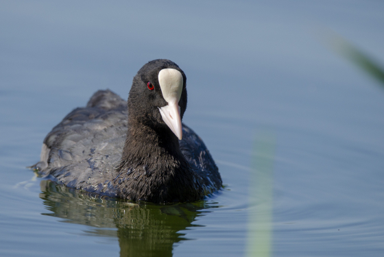 Eurasian Coot