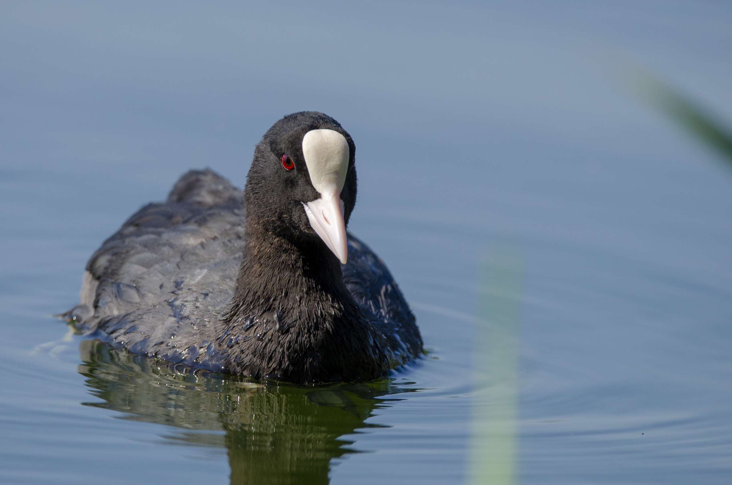Eurasian Coot