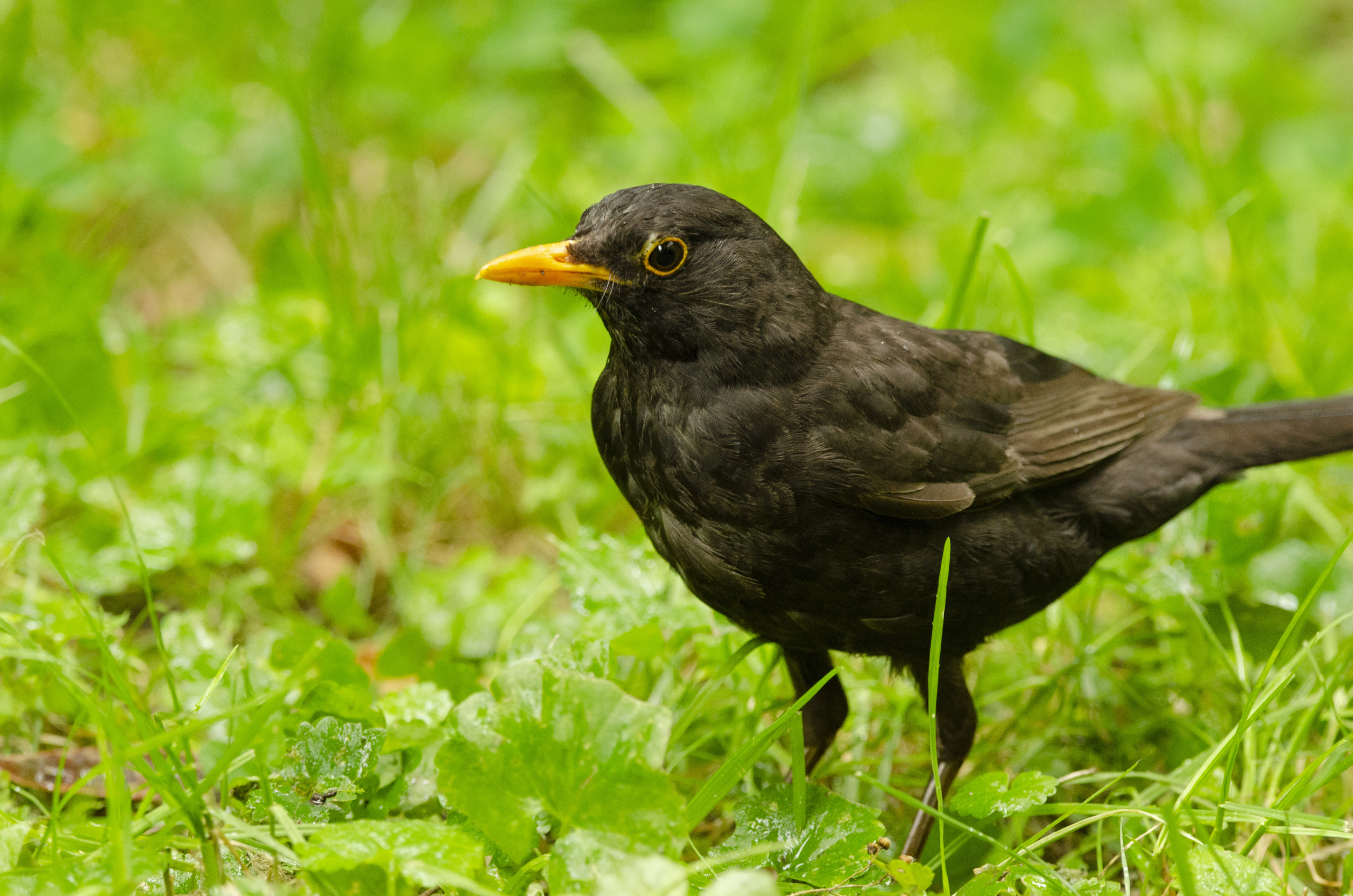 Blackbird