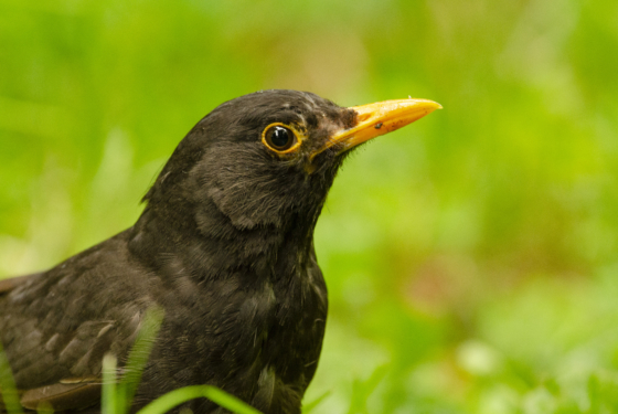 Blackbird