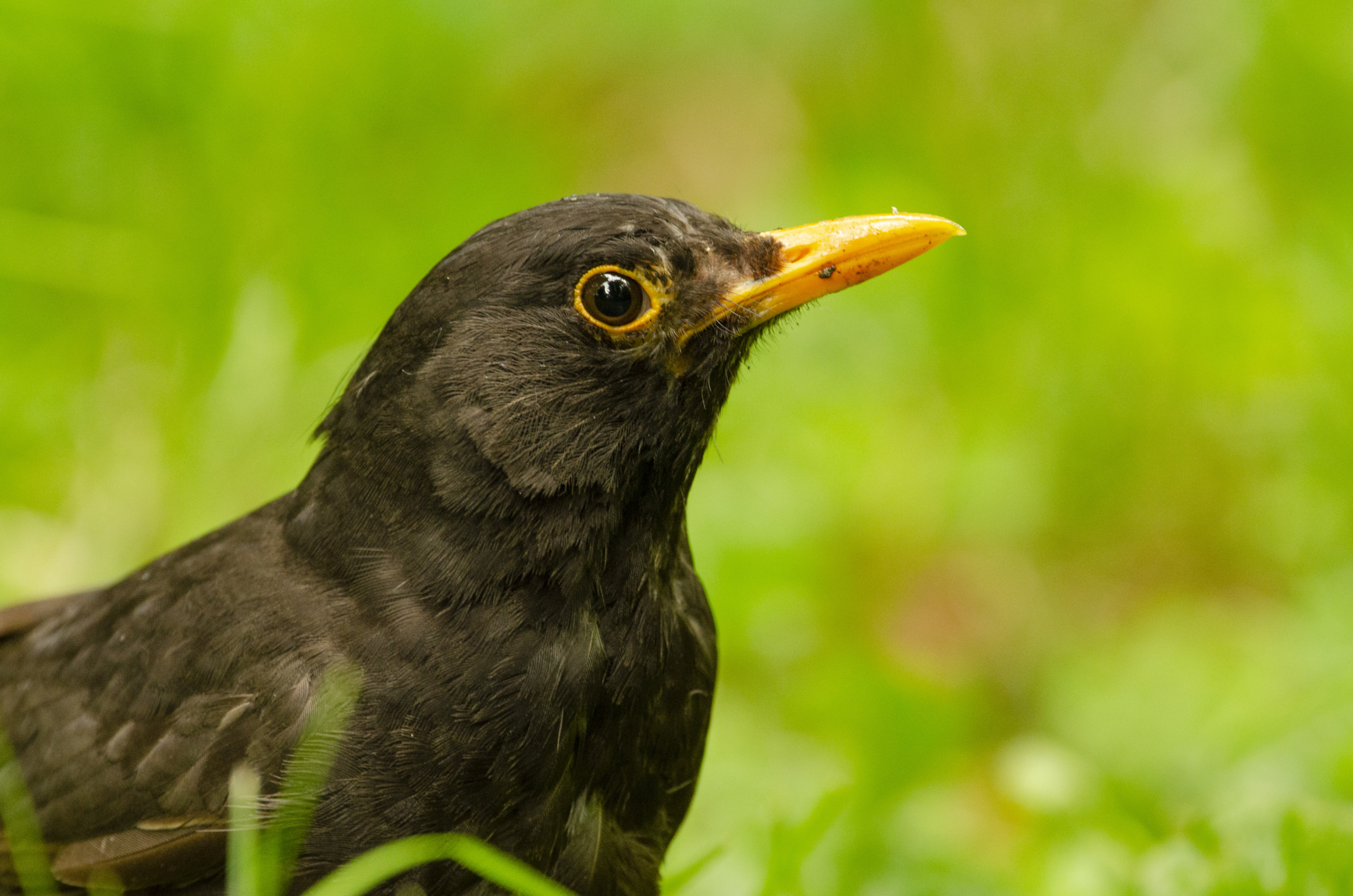 Blackbird