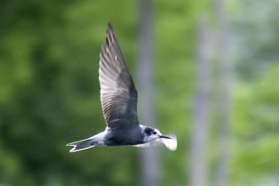 Black tern