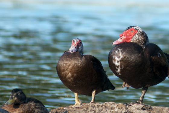 Muscovy duck