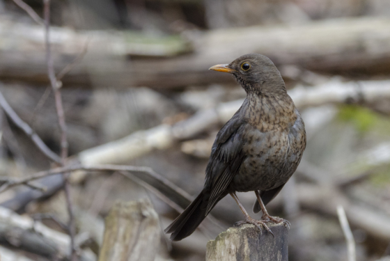 Turdus merula