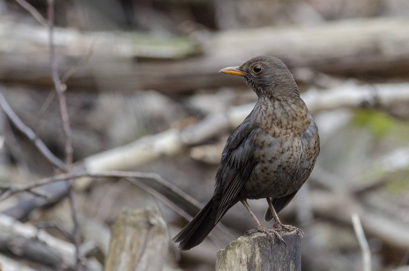 Turdus merula