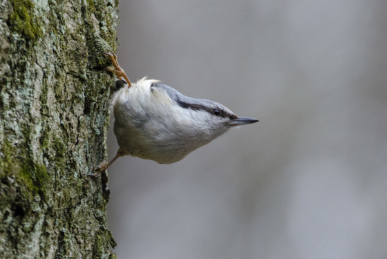 Sitta europaea