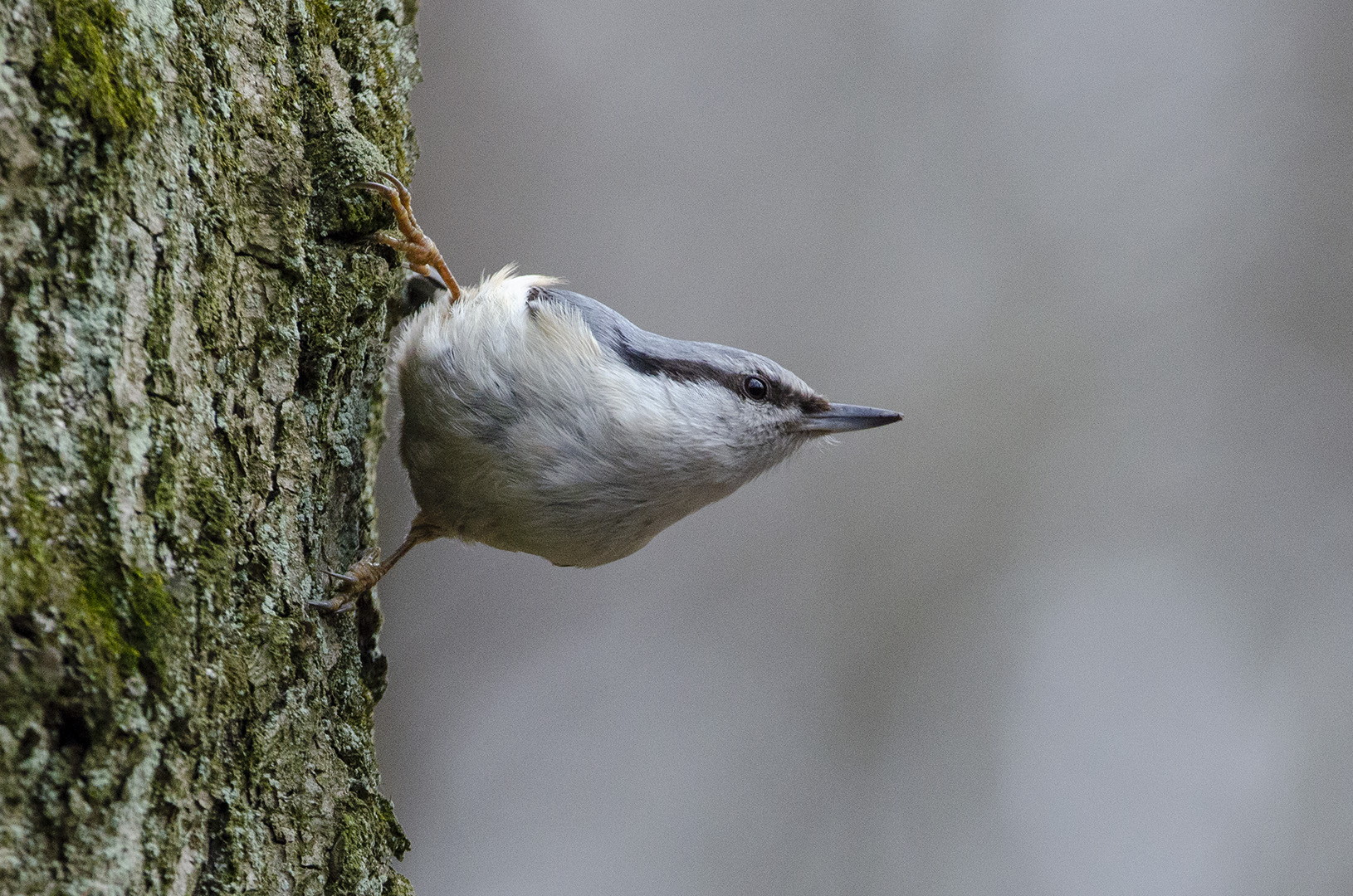 Sitta europaea